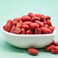 New Crop Good Quality Red Skin Peanut